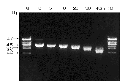 Exo III によるpBR322 DNA Ava I フラグメントの分解