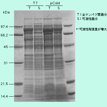 図3 ヒト遺伝子Cの発現