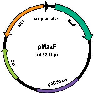 pMazF概略図