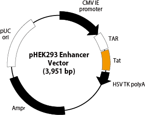pHEK293 Enhancer Vector のベクターマップ