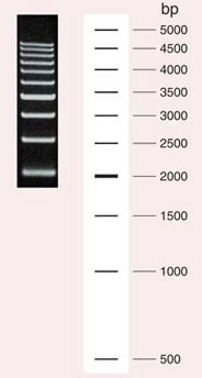 500 bp DNA Ladder