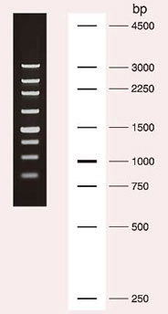 250 bp DNA Ladder