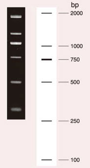 Wide-Range DNA Ladder（100-2,000 bp）