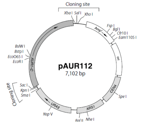 pAUR112 DNAの制限酵素地図