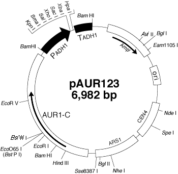 pAUR123制限酵素地図