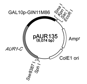 pAUR135 DNA制限酵素地図