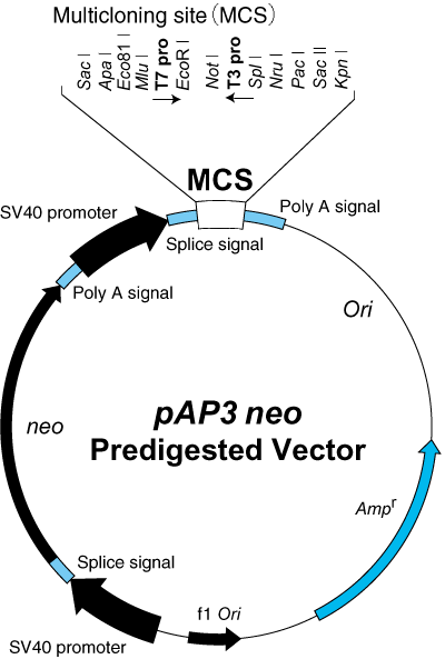 pAP3neo Predigested Vector