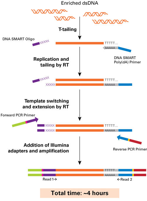 DNA-SMART ChIP-Seq技術