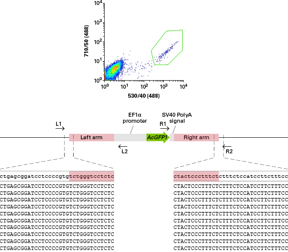 Cellartis human iPS cell line 18（ChiPSC18）の挿入サイト変異の確認