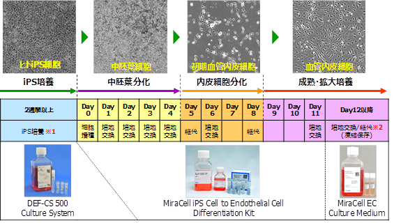 Cellartis iPS Cell to Hepatocyte Differentiation Systemの実験フロー
