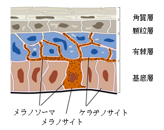 メラノサイトの位置と表皮の構造