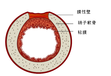 気管筋で結合されたC型軟骨に囲まれた気管の断面