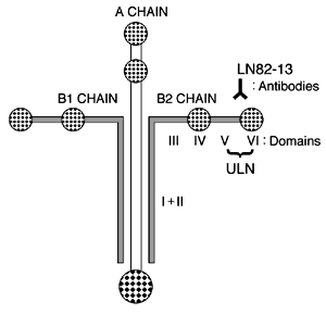 図 ヒトラミニン分子構造模式図とモノクローナル抗体認識部位