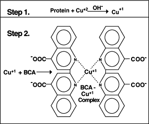 Bca Assay