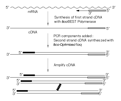<i>Bca</i>BEST RNA PCRの原理