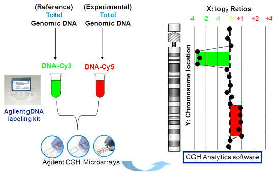 比較ゲノムハイブリダイゼーション - Comparative Genomic Hybridization - JapaneseClass.jp