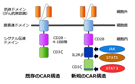 JAK/STATシグナル伝達系を活性化させる機能を付加したCAR導入T細胞