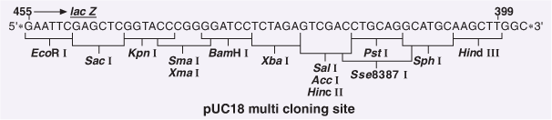 pUC18 multi cloning site