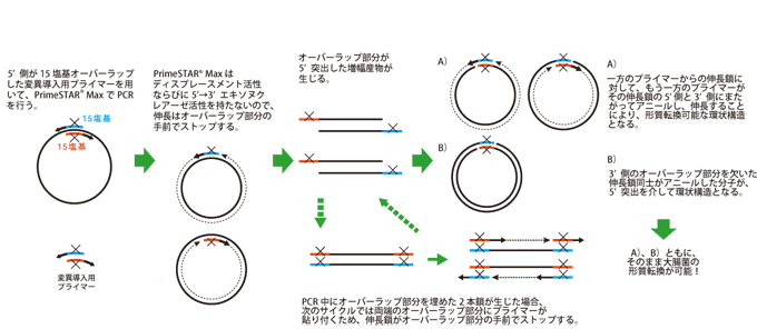 PCRの過程で形質転換可能な環状二本鎖が得られる原理