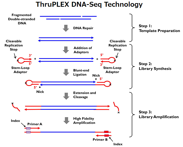ThruPLEX DNA-Seq Kitのテクノロジー
