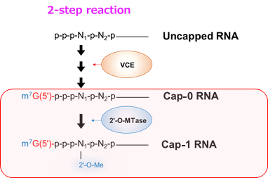 2-step reaction