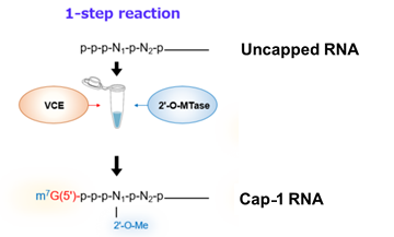 1-step reaction