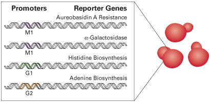 Matchmaker Goldシステムの4種類のレポーター遺伝子