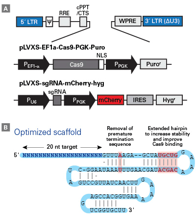 Guide-it CRISPR sgRNA libraryのベクターとsgRNA scaffoldのデザイン
