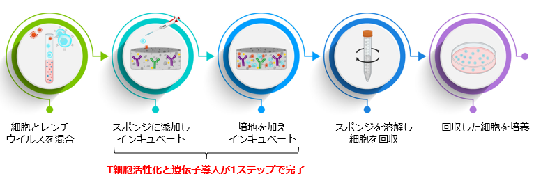Lenti-X T-Cell Transduction Spongeのワークフロー