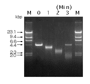 BAL 31 NucleaseによるpBR322 DNA Ava I フラグメントの分解