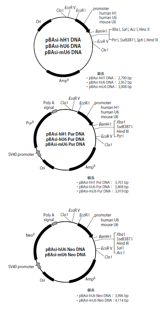 pBAsiベクターシリーズの制限酵素地図