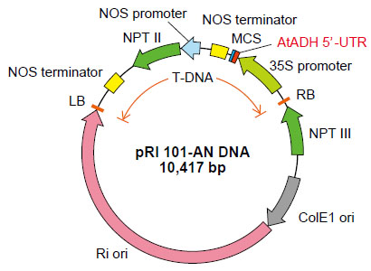 pRI 101-AN DNA