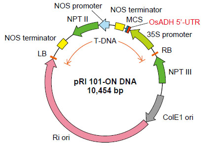 pRI 101-ON DNA