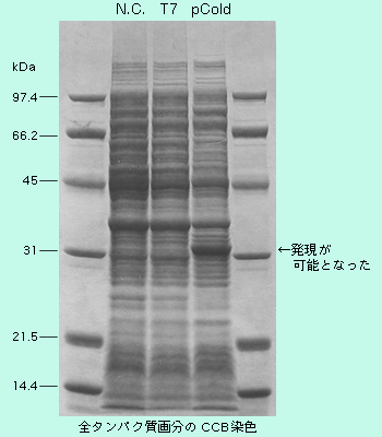 図1 ヒト遺伝子Aの発現