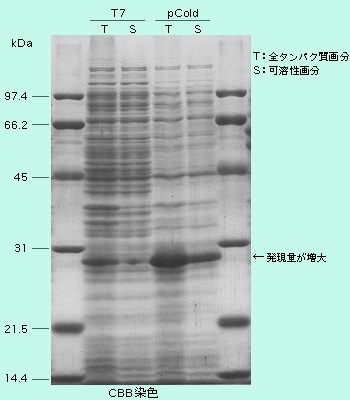 図2 好熱菌遺伝子Bの発現
