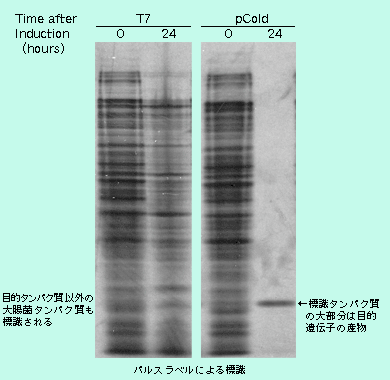 図4 ヒト遺伝子Dのパルスラベル