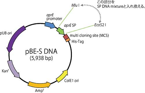 pBE-S DNAのベクターマップ