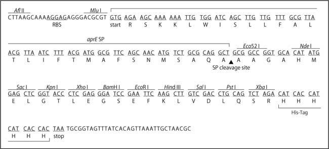 pBE-S DNAのマルチクローニングサイト周辺の塩基配列