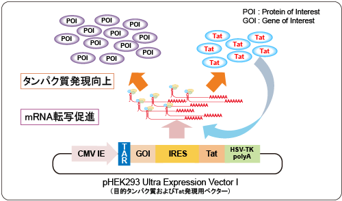 pHEK293 Ultra Expression Vector Iを用いた目的タンパク質の発現