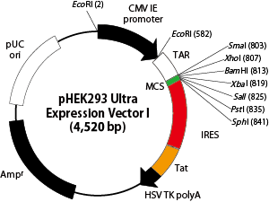 pHEK293 Ultra Expression Vector Iのベクターマップ