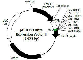 pHEK293 Ultra Expression Vector II のベクターマップ