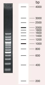 200 bp DNA Ladder