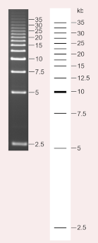 2.5 kb DNA Ladder