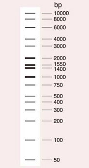 Wide-Range DNA Ladder（50-10,000 bp）