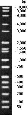 Wide-Range DNA Ladder (50-10,000 bp)