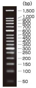 50 bp DNA Ladder (Dye Plus)
