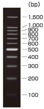 100 bp DNA Ladder (Dye Plus)