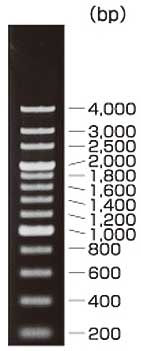 250 bp DNA Ladder (Dye Plus)