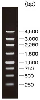250 bp DNA Ladder (Dye Plus)