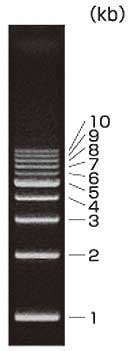 1 kb DNA Ladder (Dye Plus)